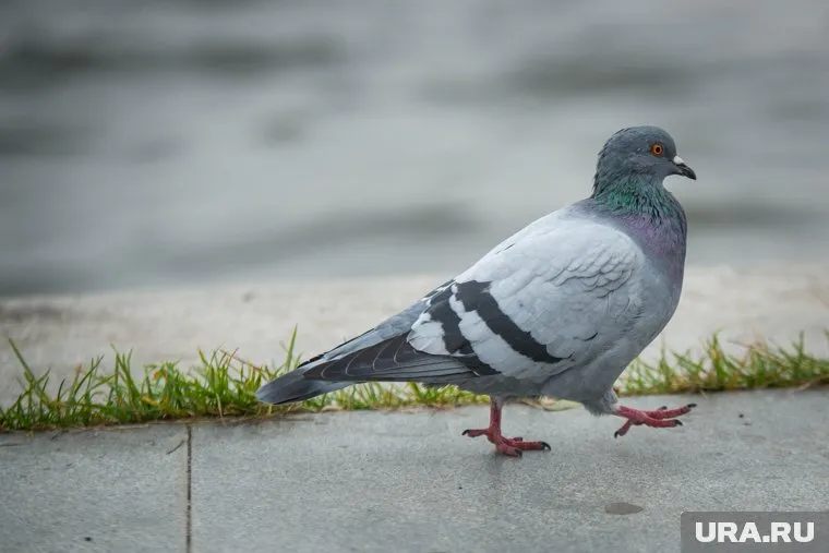 Раскрыт тайный канал связи между США и Россией