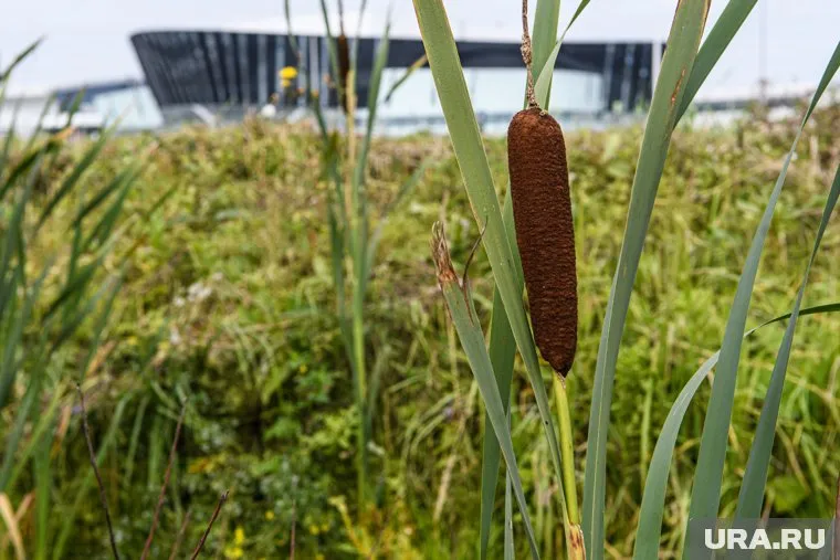 Рядом с конгресс-центром Екатеринбург-ЭКСПО растут камыши