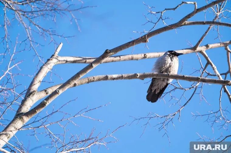 Ворона считается предвестницей весны у народов ханты и манси