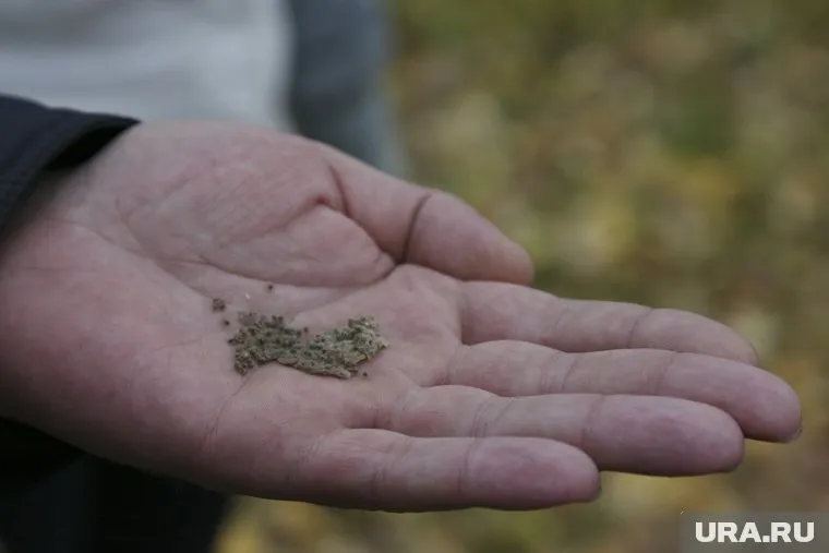 Ловушки с феромонами помогают исследователям считать насекомых