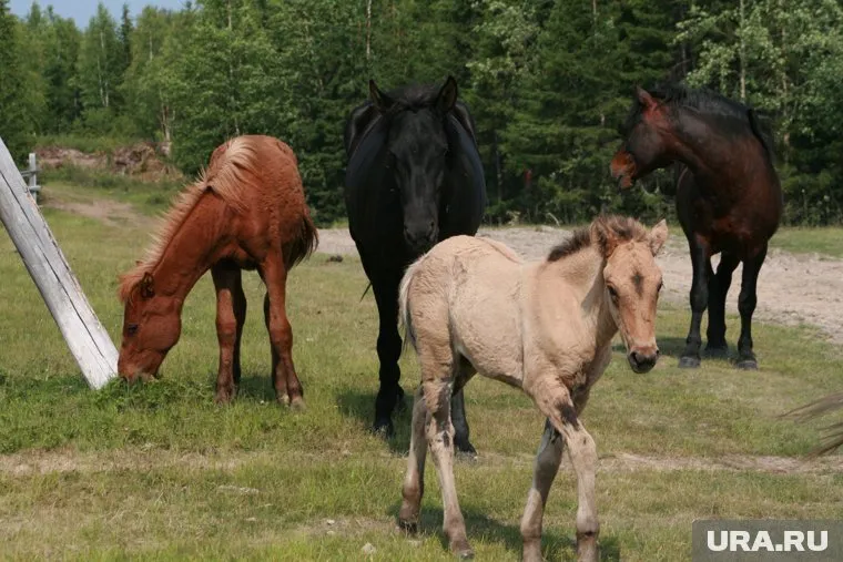 В Тюмени детей катают на маленьком жеребенке
