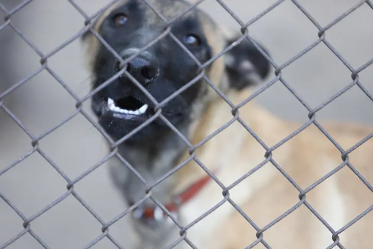 Центр кинологической службы. Курган