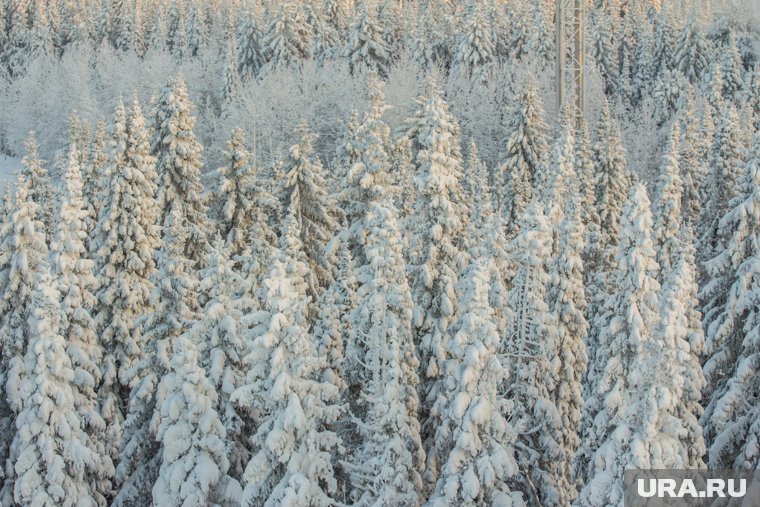 Путаница в показаниях или фейк: следователи опросили сына Усольцевых Даниила Баталова