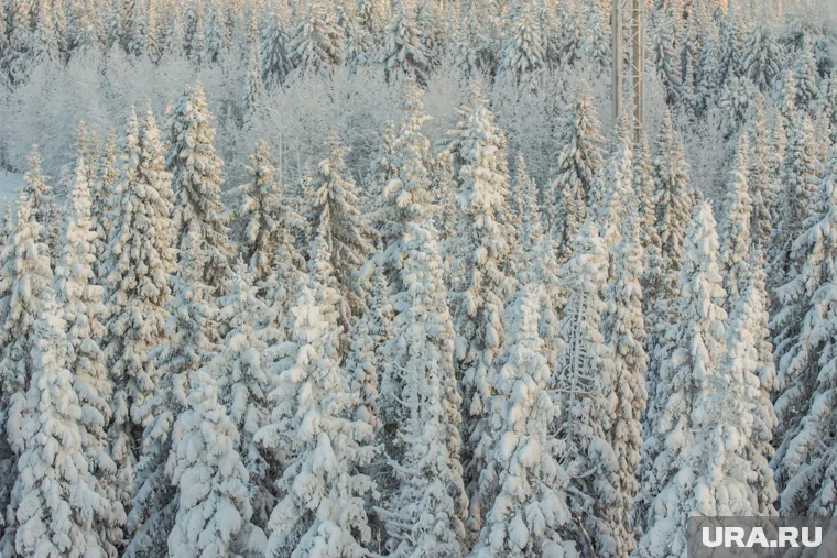 С пропажи Усольцевых в сибирской тайге прошло больше месяца