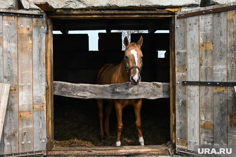 На сей раз лошади спаслись, а конюх - нет (архивное фото)