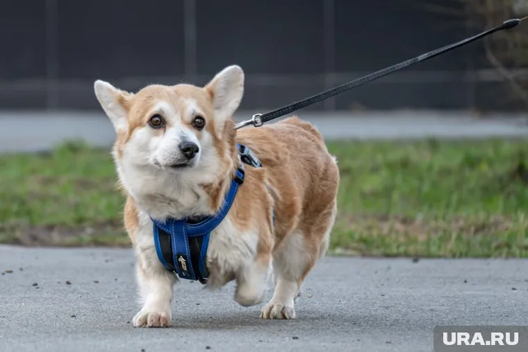 Пес пострадал на прогулке (архивное фото)