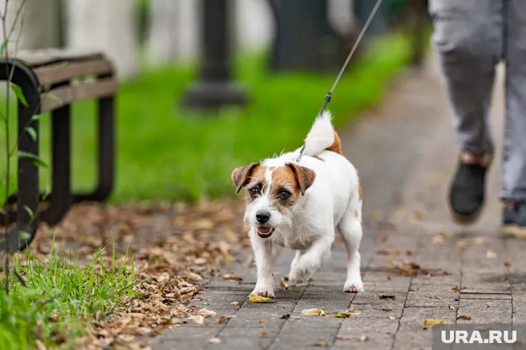 Законопроект введет регламент учета домашних животных