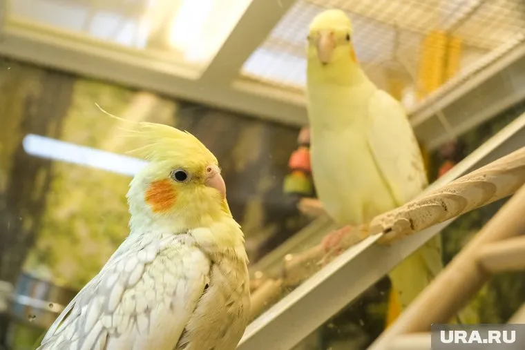 Попугаев и кошек Семен Погребной показывал челябинцам после нареканий в Магнитогорске