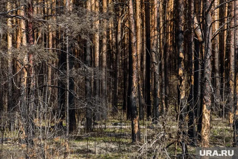 Жители Харьковской области строят землянки в лесу, чтобы укрыться от украинских властей