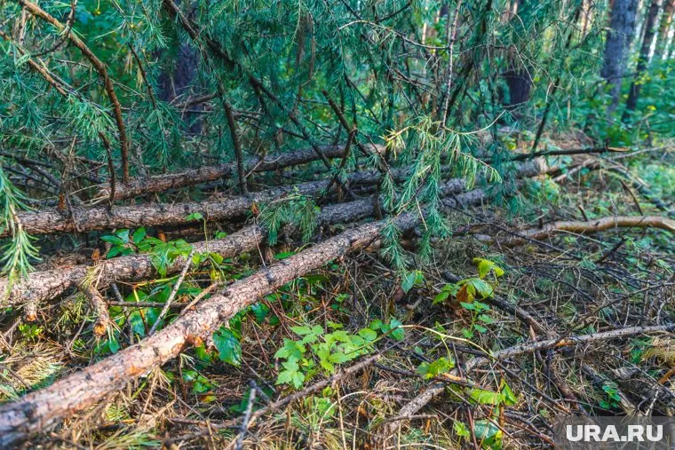 Мужчину оштрафовали за сотни незаконно срубленных деревьев