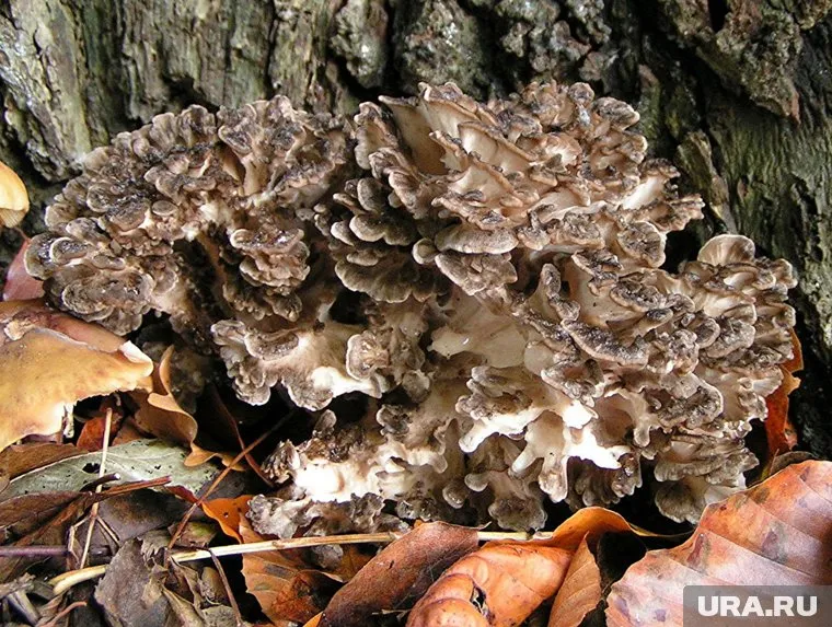 Гриб-баран в лесах встречается крайне редко