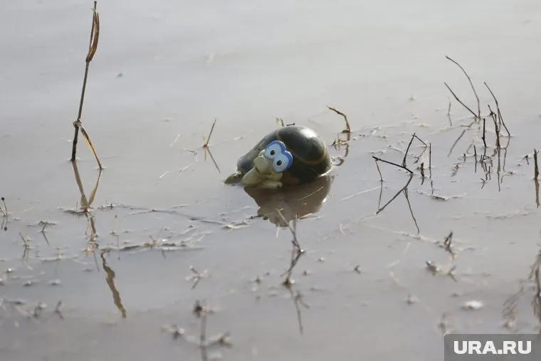 В Тюменской области уже от воды пострадали несколько поселений