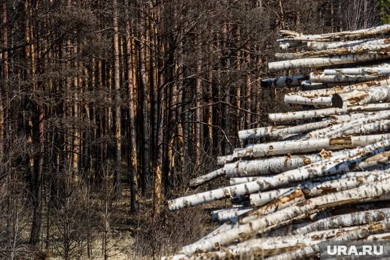 Из-за сломленного дерева погиб глава района Курской области