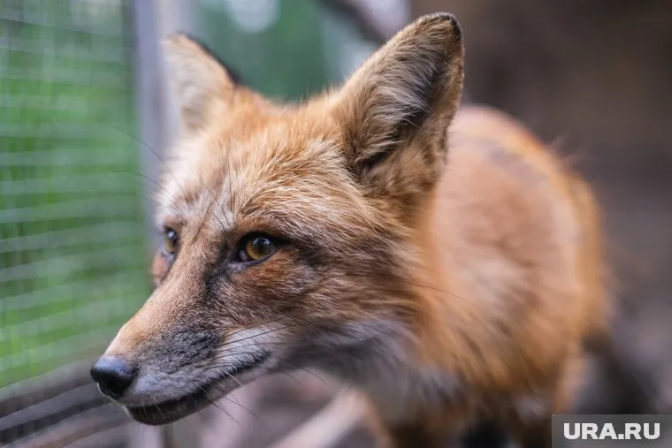 Лиса вышла к людям