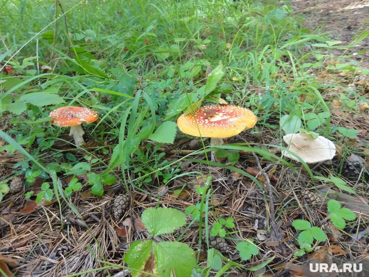 Федеральные ведомства противоречат другу другу в рекомендациях по сибирской язве. Население в растерянности