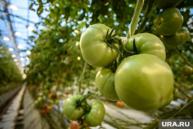 В комплексе выращивается 22 тонны овощей ежегодно