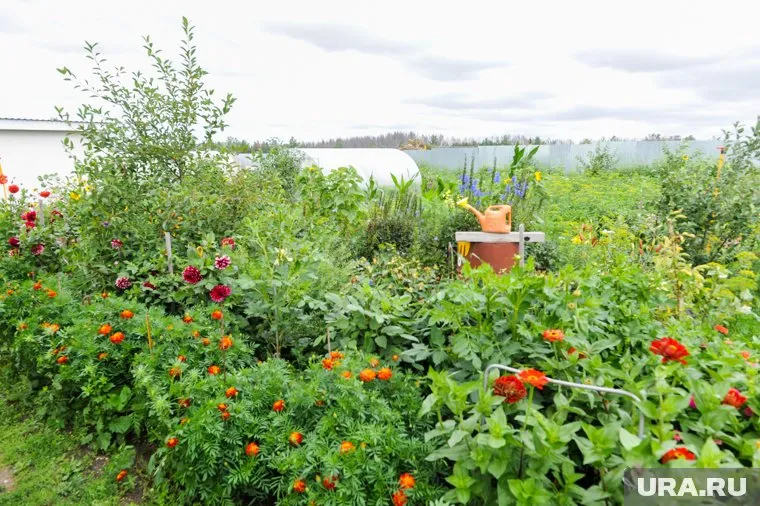 Дачникам запретят предпринимательскую деятельность