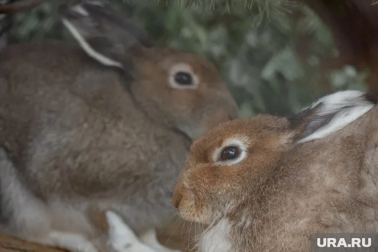 В добытом зайце обнаружены паразиты