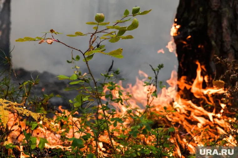 О пожаре очевидцы сообщили в социальных сетях