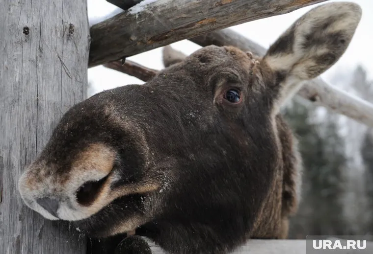 Лоси могут напасть на человека во время брачного периода
