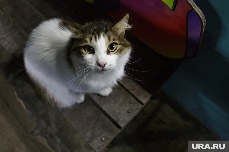 Десятки кошек могут оказаться на улице