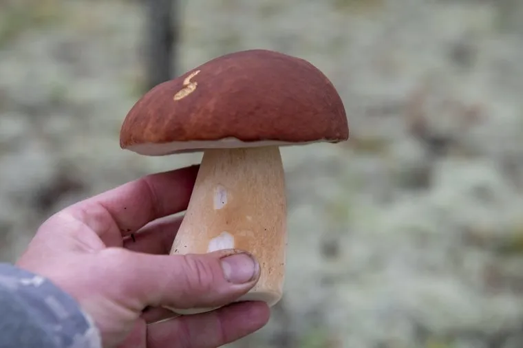 Грибная пора. Чердыньский район