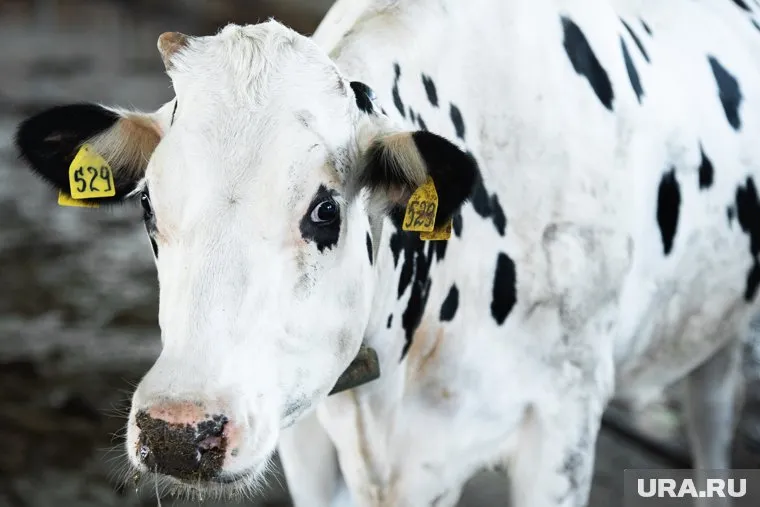 При столкновении погибли три коровы и три овцы