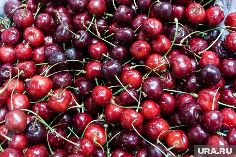 Пассажиры из Таджикистана завозили в Сургут черешню в неограниченных количествах