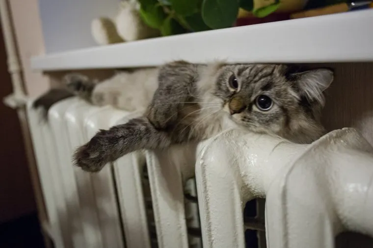 Кошка на батарее. Екатеринбург