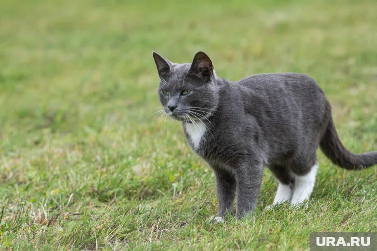 Спасенная кошка Муся теперь полна оптимизма и игривого настроения (архивное фото)