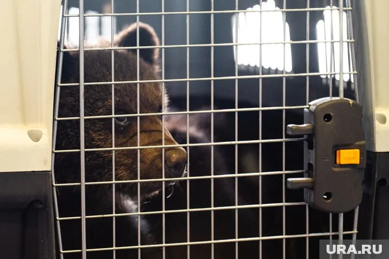 Предлагаются следующие варианты имени для медвежонка: Веселина, Забава, Нытва, Черемуха и Пая