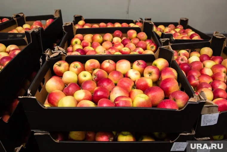 Запрет на ввоз яблок и груш из Белоруссии может означать начало торговой войны