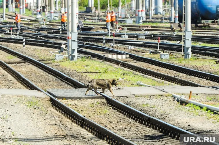 Новая железная дорога из Ростова в Мариуполь может улучшить логистику России, тем самым изменив ситуацию в конфликте с Украиной, заявил Андрющенко (архивное фото)