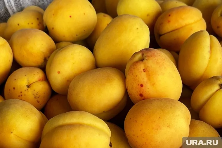 С одного дерева нового сорта абрикоса можно собрать до 30 кг плодов