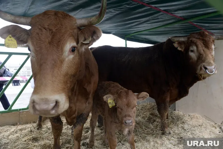 Биоматериал предназначен для разведения скота в уральских хозяйствах
