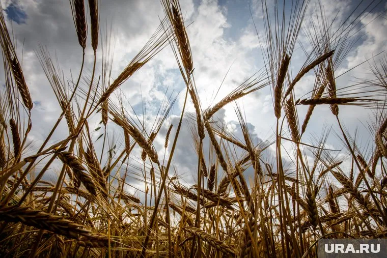 Режим ЧС вводили в Курганской области из-за засухи и возможных проблемах с урожаем