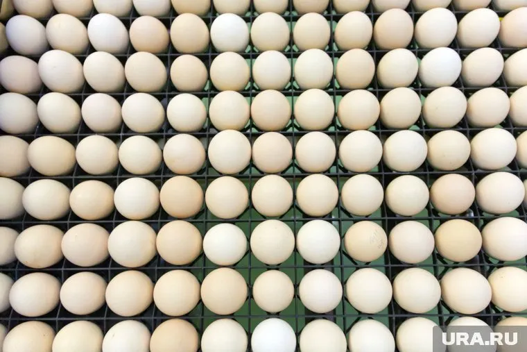 Цены на яйца в октябре 2023 года выросли на 15%