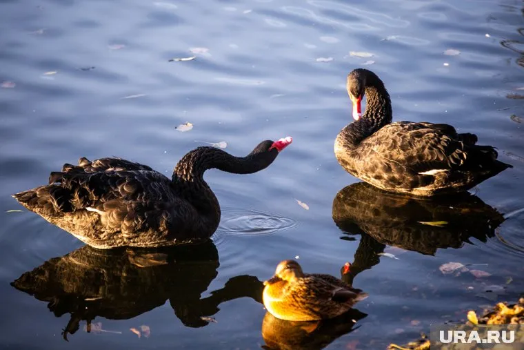 COVID-19 не может проникнуть в клетки органов домашних птиц