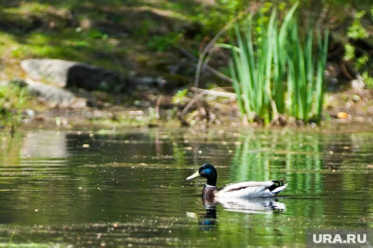 Глубина водоема — 1,5 метра