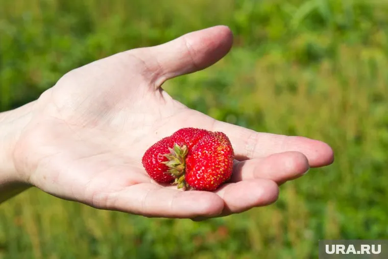 Украинцы сменили сбор ягод на другую работу
