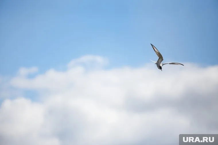 Большинство пользователей решили, что это халей (архивное фото)