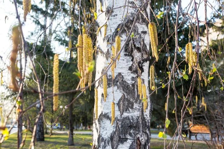 Весна. Тюмень