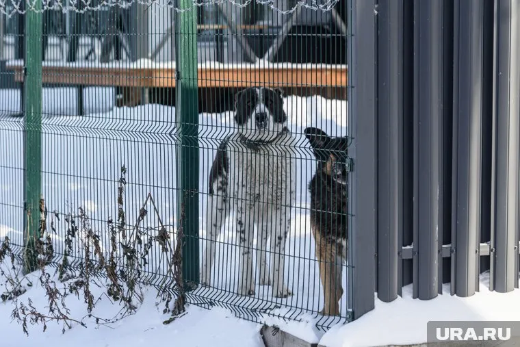 По последней информации в пожаре погибли более 30 животных (архивное фото)