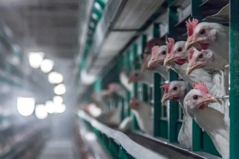 Птицефабрика. Магнитогорск