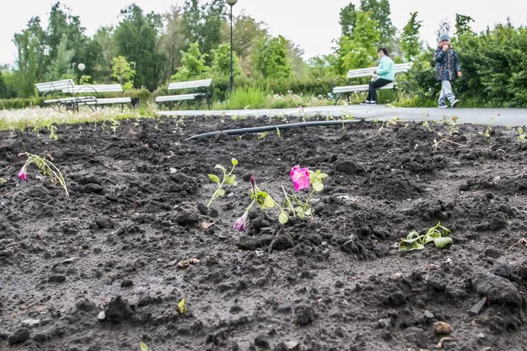 Плохое состояние городского сада. Курган, городской сад, газон