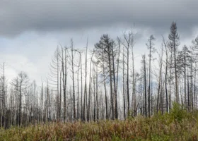 Голый труп без головы нашли в лесу Екатеринбурга