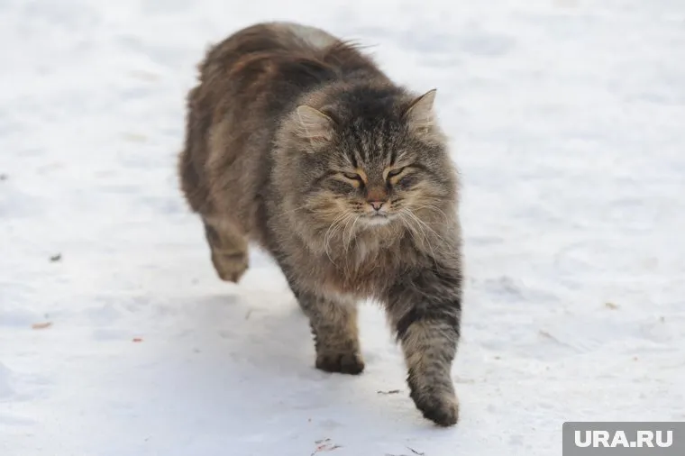 Следы бешенства нашли в трупе погибшего кота