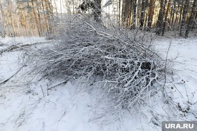 Мэрия Миасса уверена, что валежник не убирает управляющая компания