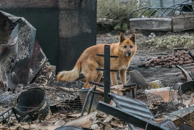 Сгоревшие сельские дома. Мыркайское