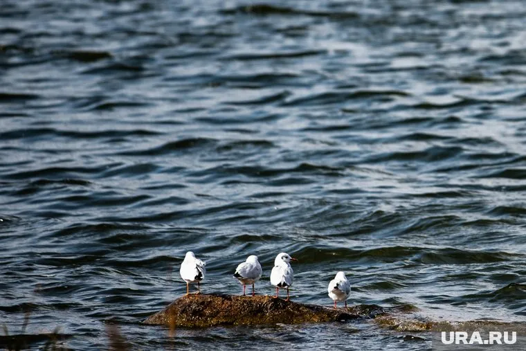 Какие именно вещества попали в воду, пока неизвестно (архивное фото)